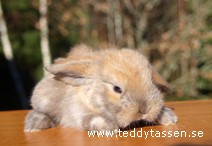 Teddytassens Mexi