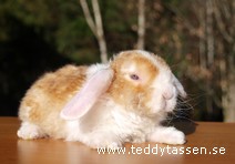 Teddytassens Mexito (satinrex)
