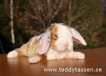 Teddytassens Miami (satinrex)
