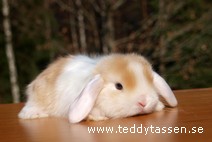 Teddytassens Mike (satin)