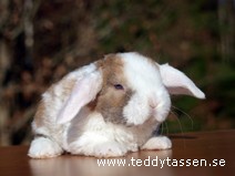 Teddytassens Mikoo (rex)