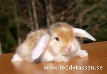 Teddytassens Mille (satin)
