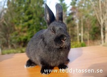 Teddytassens Milliam
