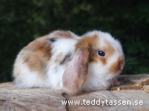 Teddytassens Milton (satinpälsad)