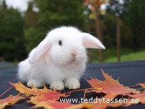 Teddytassens Mini (satinpälsad)