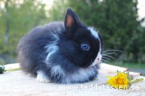 Teddytassens Mini Hugo