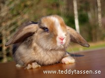 Teddytassens Minimolle (satin)