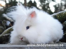 Teddytassens Mini-Milton