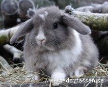 Teddytassens Minty
