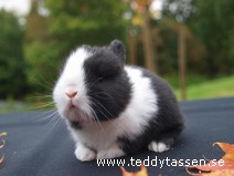 Teddytassens Miranda St
