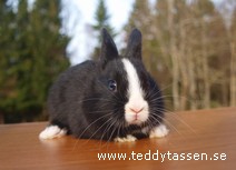Teddytassens Miriam