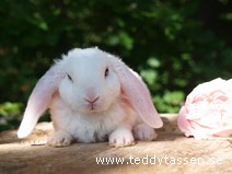 Teddytassens Missie (rexpälsad)