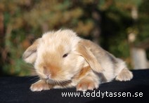 Teddytassens Mississippi (satinpälsad)