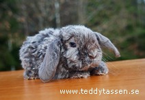 Teddytassens Mocca (satinrex)