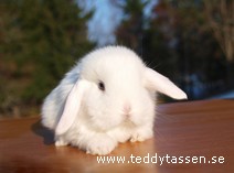 Teddytassens Molgan