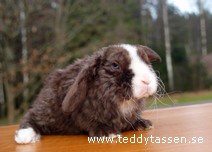 Teddytassens Mollie (rex)