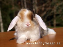 Teddytassens Moltass (satin)