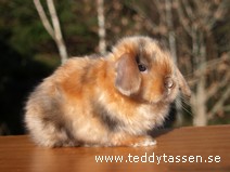 Teddytassens Monroe (satin)