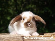 Teddytassens Monz (satinpälsad) - Ingår I Erbjudandet Under Nyheter =)