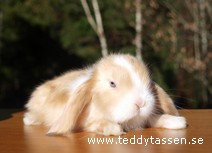 Teddytassens Mosquito (satin)