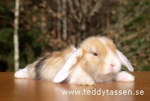 Teddytassens Mr Bean (satin)