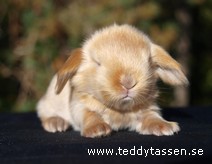 Teddytassens Mu (satinpälsad)