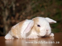 Teddytassens Mucko (rex)