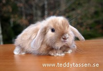 Teddytassens Mule (satin)