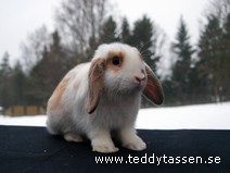 Teddytassens Mumin (satinpälsad)