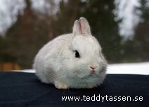 Teddytassens Mums