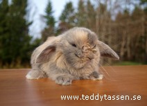 Teddytassens Munther