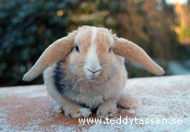 Teddytassens Myra (rexpälsad)
