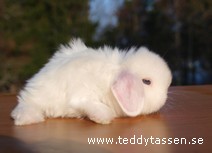 Teddytassens Mystery (satin)