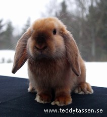 Teddytassens Målle (satinpälsad)