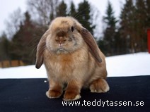 Teddytassens Måna (satinpälsad)