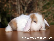 Teddytassens Måne