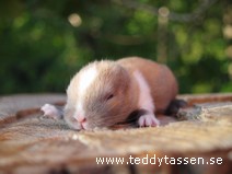 Teddytassens Måns