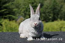 Teddytassens Nallemaja (rexpälsad)