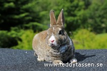 Teddytassens Nangiiah (rexpälsad)