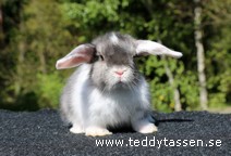 Teddytassens Nanne (satin)
