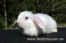 Teddytassens Nanny (satin)