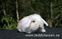Teddytassens Nilsson