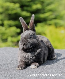 Teddytassens Nanooq (rexpälsad)
