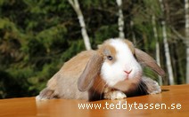 Teddytassens Nasse