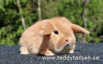 Teddytassens Noya