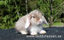 Teddytassens Nejlika (satin)