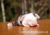 Teddytassens Nemo (satin)