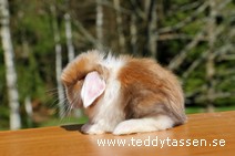 Teddytassens Neo (satin)