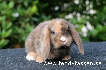 Teddytassens Neptune
