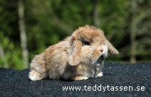 Teddytassens Nelma